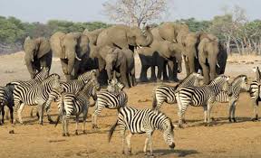 GIRAF, WILDLIFE, SAFARI, LEEUWEN, JAGERS, PRDITORS EN VICTIMS, SLACHTOFFERS, JACHT, LEEUWEN, HYENA'S, AASETERS, OLIFANT, MOEDERLEIFDE BIJ DIEREN