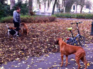 vrouw met Ridgeback, herfstbos, park in de herfst, ridgeback, honden in park, drie ridgebacks, puppy van Ridgeback, baasje met hond, spelende honden, spelende ridgebacks