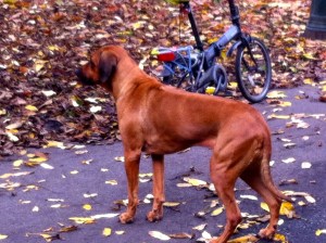 vrouw met Ridgeback, herfstbos, park in de herfst, ridgeback, honden in park, drie ridgebacks, puppy van Ridgeback, baasje met hond, spelende honden, spelende ridgebacks