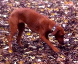 vrouw met Ridgeback, herfstbos, park in de herfst, ridgeback, honden in park, drie ridgebacks, puppy van Ridgeback, baasje met hond, spelende honden, spelende ridgebacks