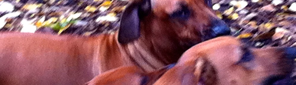 vrouw met Ridgeback, herfstbos, park in de herfst, ridgeback, honden in park, drie ridgebacks, puppy van Ridgeback, baasje met hond, spelende honden, spelende ridgebacks