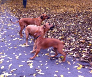 vrouw met Ridgeback, herfstbos, park in de herfst, ridgeback, honden in park, drie ridgebacks, puppy van Ridgeback, baasje met hond, spelende honden, spelende ridgebacks
