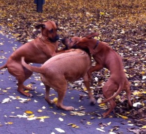 vrouw met Ridgeback, herfstbos, park in de herfst, ridgeback, honden in park, drie ridgebacks, puppy van Ridgeback, baasje met hond, spelende honden, spelende ridgebacks