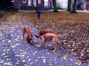 vrouw met Ridgeback, herfstbos, park in de herfst, ridgeback, honden in park, drie ridgebacks, puppy van Ridgeback, baasje met hond, spelende honden, spelende ridgebacks