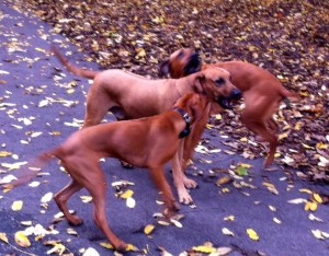 vrouw met Ridgeback, herfstbos, park in de herfst, ridgeback, honden in park, drie ridgebacks, puppy van Ridgeback, baasje met hond, spelende honden, spelende ridgebacks