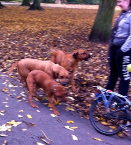 vrouw met Ridgeback, herfstbos, park in de herfst, ridgeback, honden in park, drie ridgebacks, puppy van Ridgeback, baasje met hond, spelende honden, spelende ridgebacks