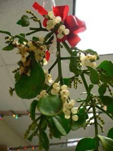 VISCUM ALBUM, VOGELLIJM, MARETAK, MISTLETOE, ABNOBA, 