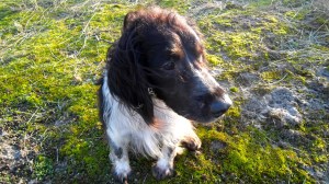 HONDJE, in duinen, spelen, rollebollen, gifgroen mos, kruising engelse springer spaniel en epagneul breton