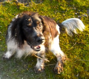 HONDJE, in duinen, spelen, rollebollen, gifgroen mos, kruising engelse springer spaniel en epagneul breton
