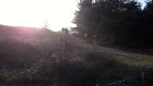 duinen, mooi weer, schaapsherder, schaapskudde,  bordercollie, Maggie ,bestrijdt, Thomas van der Meij, berenklauw