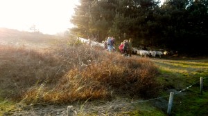 duinen, mooi weer, schaapsherder, schaapskudde,  bordercollie, Maggie ,bestrijdt, Thomas van der Meij, berenklauw