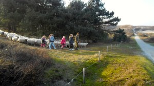 duinen, mooi weer, schaapsherder, schaapskudde,  bordercollie, Maggie ,bestrijdt, Thomas van der Meij, berenklauw