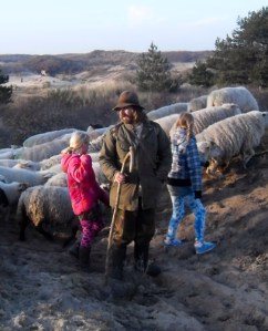 duinen, mooi weer, schaapsherder, schaapskudde,  bordercollie, Maggie ,bestrijdt, Thomas van der Meij, berenklauw