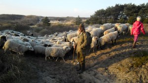 duinen, mooi weer, schaapsherder, schaapskudde,  bordercollie, Maggie ,bestrijdt, Thomas van der Meij, berenklauw