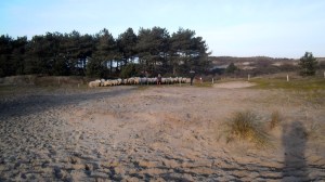 duinen, mooi weer, schaapsherder, schaapskudde,  bordercollie, Maggie ,bestrijdt, Thomas van der Meij, berenklauw