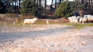 duinen, mooi weer, schaapsherder, schaapskudde,  bordercollie, Maggie ,bestrijdt, Thomas van der Meij, berenklauw