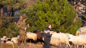 duinen, mooi weer, schaapsherder, schaapskudde,  bordercollie, Maggie ,bestrijdt, Thomas van der Meij, berenklauw