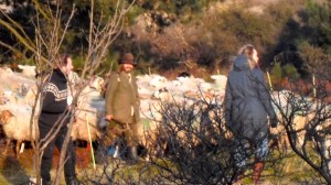 duinen, mooi weer, schaapsherder, schaapskudde,  bordercollie, Maggie ,bestrijdt, Thomas van der Meij, berenklauw