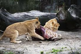 GIRAF, WILDLIFE, SAFARI, LEEUWEN, JAGERS, PRDITORS EN VICTIMS, SLACHTOFFERS, JACHT, LEEUWEN, HYENA'S, AASETERS, OLIFANT, MOEDERLEIFDE BIJ DIEREN