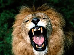 GIRAF, WILDLIFE, SAFARI, LEEUWEN, JAGERS, PRDITORS EN VICTIMS, SLACHTOFFERS, JACHT, LEEUWEN, HYENA'S, AASETERS, OLIFANT, MOEDERLEIFDE BIJ DIEREN