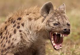 GIRAF, WILDLIFE, SAFARI, LEEUWEN, JAGERS, PRDITORS EN VICTIMS, SLACHTOFFERS, JACHT, LEEUWEN, HYENA'S, AASETERS, OLIFANT, MOEDERLEIFDE BIJ DIEREN