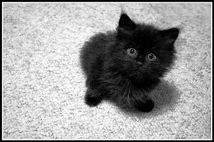 pech, slecht voorteken, zwarte katten, black kat, bad luck