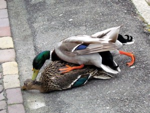 parende eenden, vecht relatie, calse wals, ruzie, stel