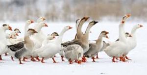 donzen dekbed, oostenrijk, veren, ganzenpen, eendendons