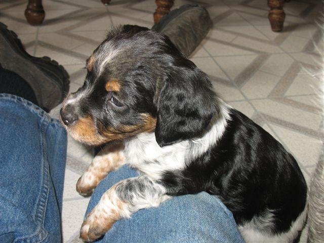 puppy, puppies, jonge honden, 