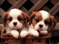 puppy, puppies, jonge honden, 