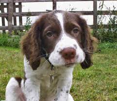 puppy, puppies, jonge honden, 