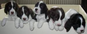 puppy, puppies, jonge honden, 