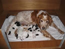 puppy, puppies, jonge honden, 