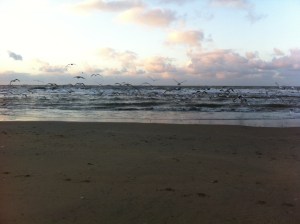 zon, zee, strand, hondje, zeemeeuwen , mooie lucht, wolkt en zon, zonsondergang, wolken, mooie kleuren