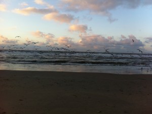 zon, zee, strand, hondje, zeemeeuwen , mooie lucht, wolkt en zon, zonsondergang, wolken, mooie kleuren