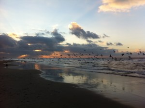 zon, zee, strand, hondje, zeemeeuwen , mooie lucht, wolkt en zon, zonsondergang, wolken, mooie kleuren