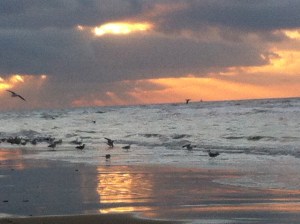 zon, zee, strand, hondje, zeemeeuwen , mooie lucht, wolkt en zon, zonsondergang, wolken, mooie kleuren