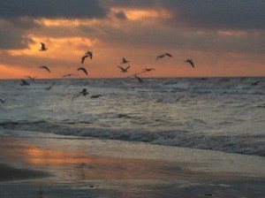 zon, zee, strand, hondje, zeemeeuwen , mooie lucht, wolkt en zon, zonsondergang, wolken, mooie kleuren