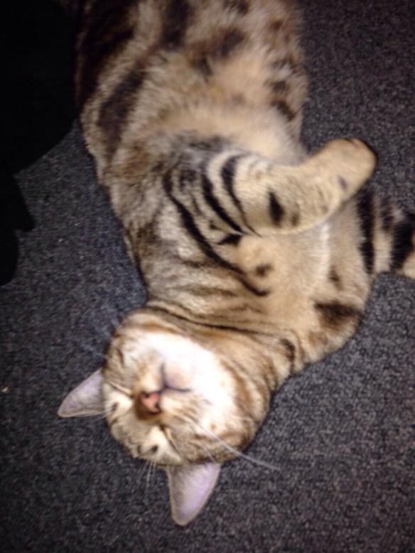 Cyperse kat, Siep, mooi poesje,