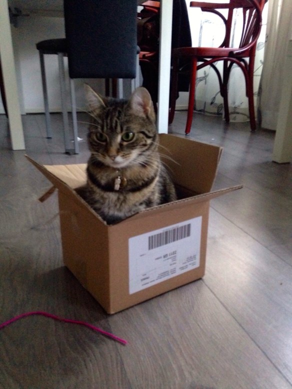 inpakken en meenemen.... Cyperse kat, Siep, mooi poesje, in doos