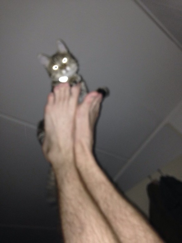 voor de duvel niet bang Cyperse kat, Siep, mooi poesje, vliegend op voeten van man