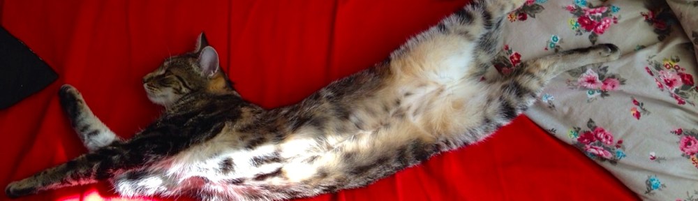 Cyperse kat, Siep, mooi poesje, slapend , helemaal uitgerekt