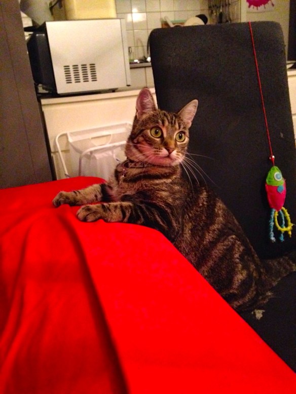 een schoonheid Cyperse kat, Siep, mooi poesje, alerte houding