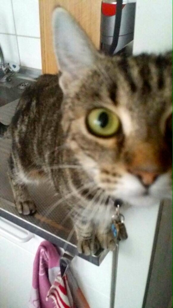 het achterkleinkind van Loetje, Tommy en Doeki Cyperse kat, Siep, mooi poesje, alerte houding