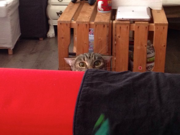 die kan ook zo'n bekkie trekken Cyperse kat, Siep, mooi poesje, alerte houding, oren plat