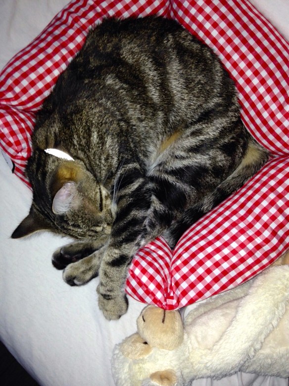 Cyperse kat, Siep, mooi poesje, slapend in broodmand