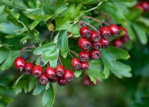 rode Meidoorn, bloeiend, Meidoorn, besjes en bloemetjes 