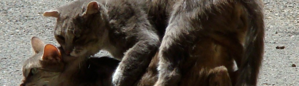 Parende+katten,PARENDE.NEUKENDE katten, VRIJDENDE katten