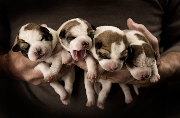 puppy, puppies, jonge honden, 