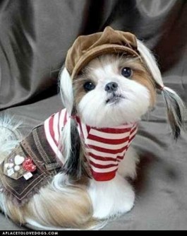 puppy, puppies, jonge honden, 